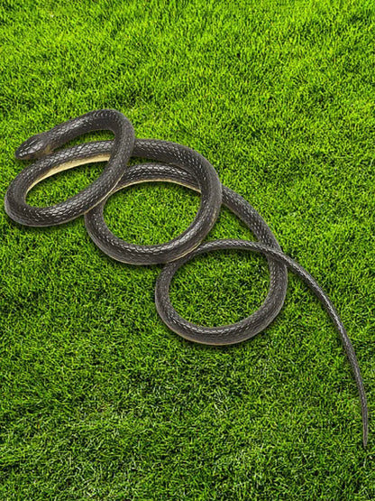 Fake Snake Toy with String and Clip Snake on A String Prank Props Simulation Snake Toy for Teasing Friends - Ai-TechWorld