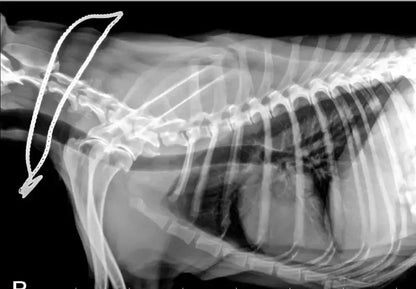 Mini Portable X Ray Machine Veterinary X Ray Machine Vet Digital X-ray Inspection Machine For Dog Cat Ai-TechWorld 