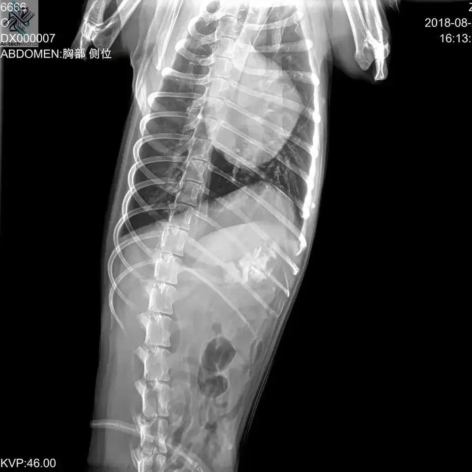 Mini Portable X Ray Machine Veterinary X Ray Machine Vet Digital X-ray Inspection Machine For Dog Cat Ai-TechWorld 