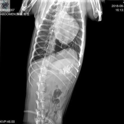 Mini Portable X Ray Machine Veterinary X Ray Machine Vet Digital X-ray Inspection Machine For Dog Cat Ai-TechWorld 