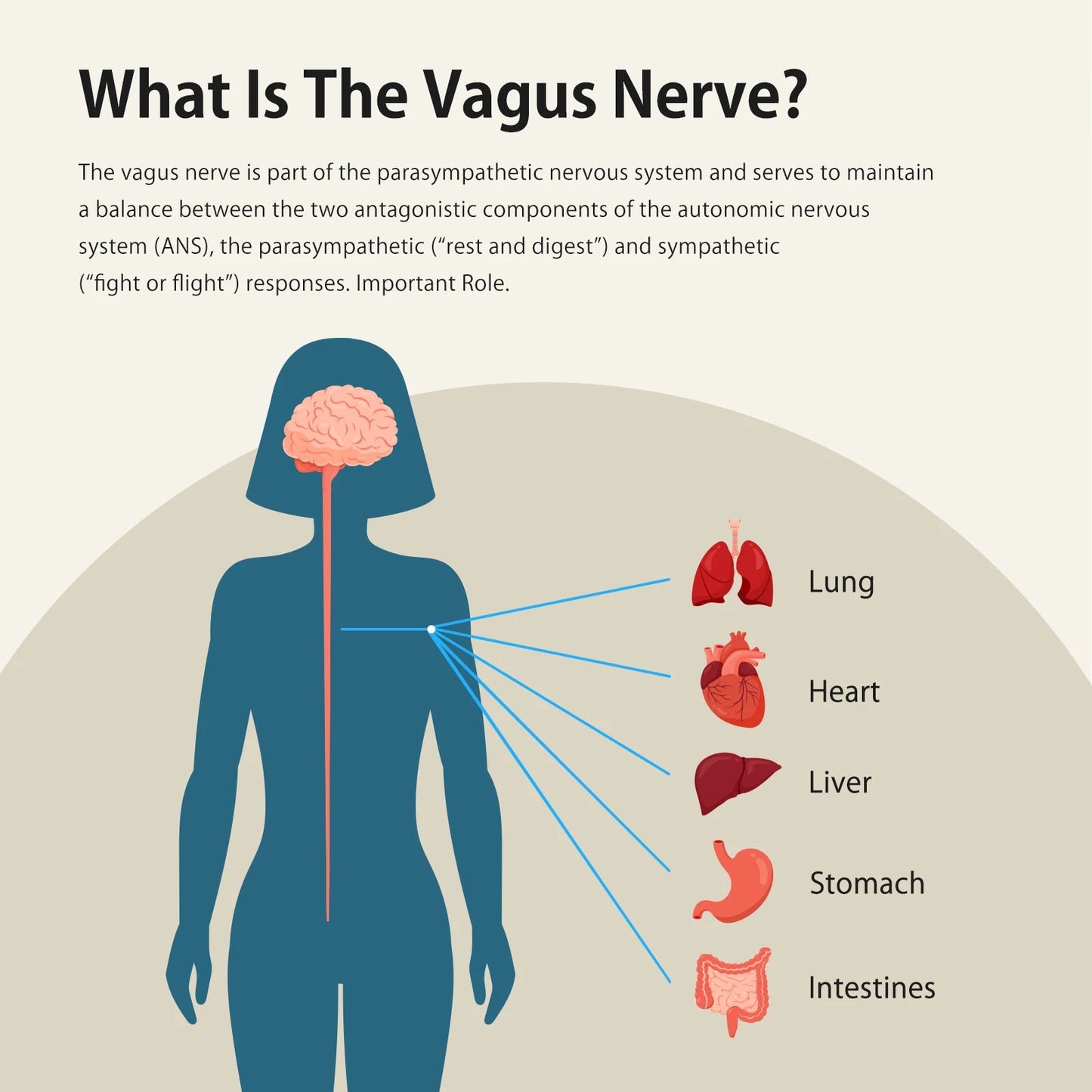 ZenoWell Vagus Nerve Device,Sleep Aid Device for Sleep/Anxiety/Relaxation/Focus and Long Term Stress Resilience Ai-TechWorld 