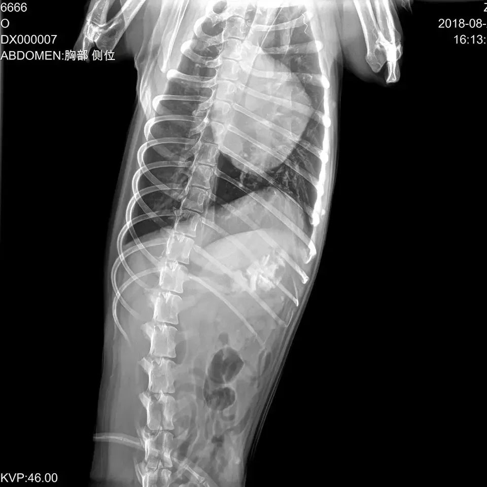 Mini Portable X Ray Machine Veterinary X Ray Machine Vet Digital X-ray Inspection Machine For Dog Cat Ai-TechWorld 