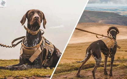 Tactical Military Vest Pet German Shepherd Golden Retriever Tactical  Training Dog Harness and Leash Set For All Breeds Dogs Ai-TechWorld 
